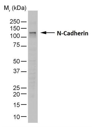 N-Cadherin antibody [13A9]