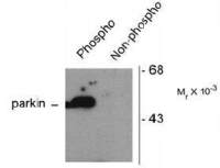 Parkin (phospho Ser101) antibody