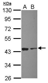 Eif2s1 antibody