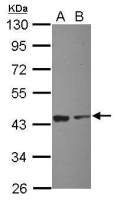 Eif2s1 antibody