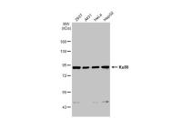 Ku80 antibody [149.8]