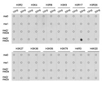 Histone H3R17me2 (Symmetric Di-methyl Arg17) antibody