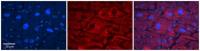 SLC33A1 antibody, Internal