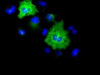 Cytokeratin 8 antibody [1B9]