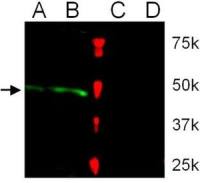 Tal1 antibody