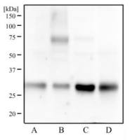 14-3-3 gamma antibody [HS23]