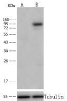 CD71 antibody [001]