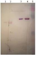 BSA antibody [12C8-D4]