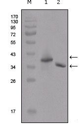 DDDDK tag antibody [2F11G1]