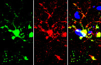 Iba1 (isoform 1 and 3) antibody, C-term