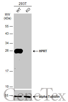 HPRT antibody