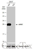 HPRT antibody