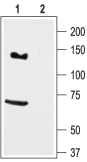 KCNH7 antibody