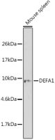 Defensin alpha 1 antibody
