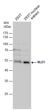 NLE1 antibody