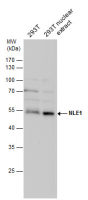 NLE1 antibody
