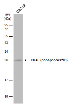 eIF4E (phospho Ser209) antibody