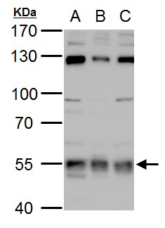 USP3 antibody