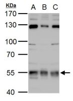 USP3 antibody