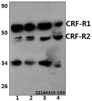 CRHR1 + CRHR2 antibody
