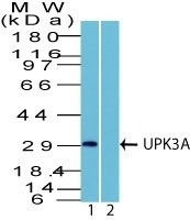 UPK3A antibody