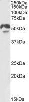 HNF4 alpha antibody, N-term产品图