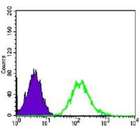 CDC2 antibody [8C5A7F10]