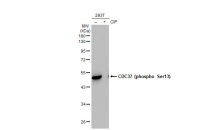 CDC37 (phospho Ser13) antibody [GT1338]