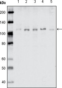 EphB1 antibody [5F10A4]