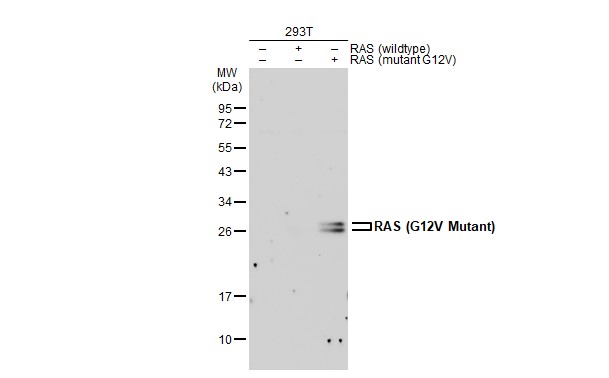 RAS (G12V Mutant) antibody