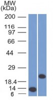 CD3 epsilon antibody [C3e/1308]