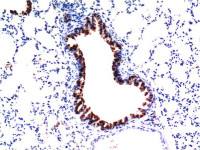 TGF beta 1 antibody [5D2]