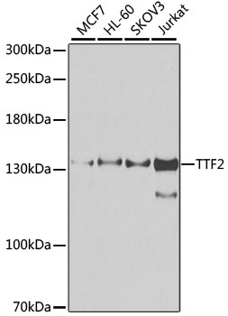 TTF2 antibody