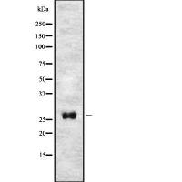TMEM106C antibody