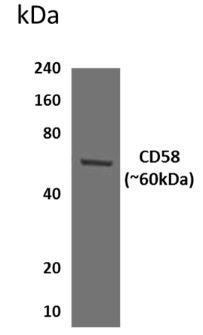 CD58 antibody [8G24]
