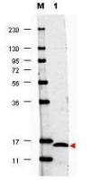 IL17F antibody