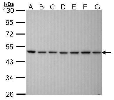 PSMC5 antibody [25D5]