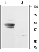 KCNJ9 antibody