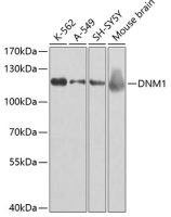 Dynamin 1 antibody