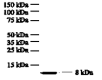 CXCL8 / IL8 antibody [807]