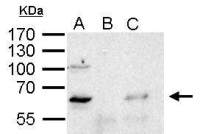 YY1 antibody