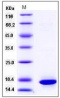 Human Histone H3.1 protein
