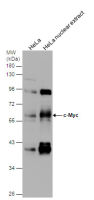 c-Myc antibody [N1], N-term