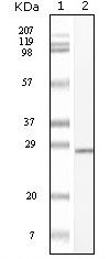 c-Kit antibody [8D7]