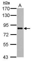 PRMT7 antibody