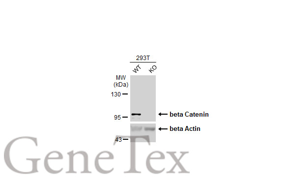 beta Catenin antibody [N1N2-2], N-term
