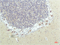 PPAR delta antibody [1D7]