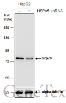 Grp78 antibody