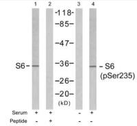 RPS6 (phospho Ser235) antibody