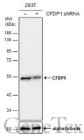 CFDP1 antibody